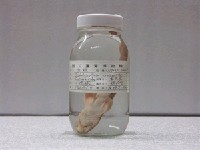 藏品(陰影絨毛鯊)的圖片